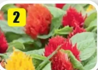 B1 Discount Baumarkt Federbusch Gartentrolls Trio Angebot