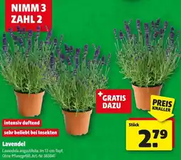 Hagebau Lavendel Angebot