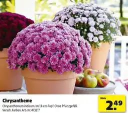 Hagebau Chrysantheme Angebot