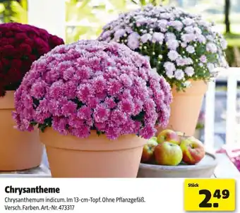 Hagebau Chrysantheme Angebot
