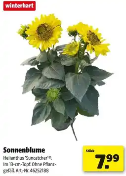 Hagebau Sonnenblume Angebot