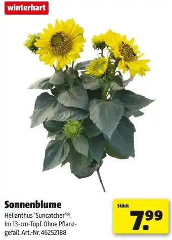 Hagebau Sonnenblume Angebot