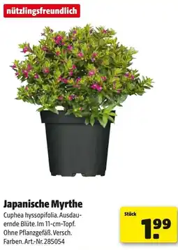 Hagebau Japanische Myrthe Angebot