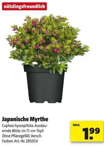 Hagebau Japanische Myrthe Angebot
