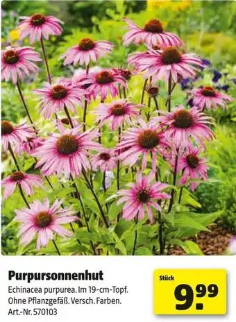 Hagebau Purpursonnenhut Angebot