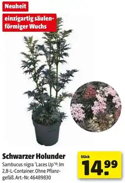 Hagebau Schwarzer Holunder Angebot