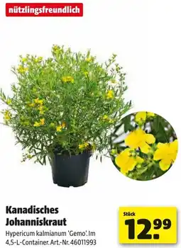 Hagebau Kanadisches Johanniskraut Angebot