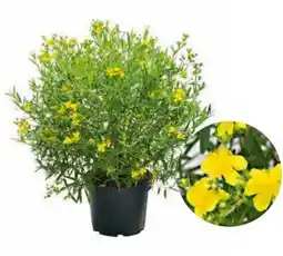 Hagebau Johanniskraut Angebot