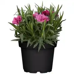 toom Baumarkt Gartennelke Angebot