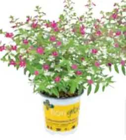 toom Baumarkt Toom Köcherblume FloriGlory Angebot