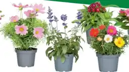 toom Baumarkt Toom Blütensommer-Mix Angebot