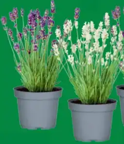 toom Baumarkt Toom Lavendel Angebot