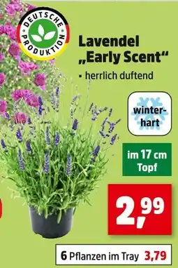 Thomas Philipps Lavendel Angebot