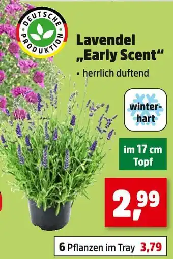 Thomas Philipps Lavendel Angebot