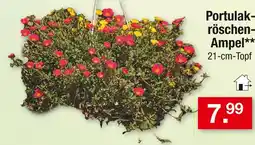 Zimmermann Portulakröschen-ampel Angebot