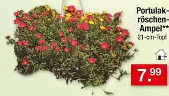 Zimmermann Portulakröschen-ampel Angebot