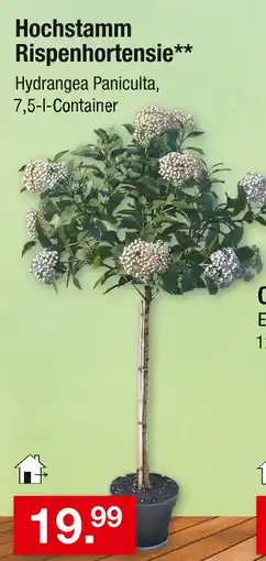 Zimmermann Hochstamm rispenhortensie Angebot