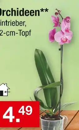 Zimmermann Orchideen Angebot