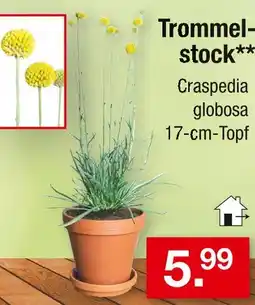 Zimmermann Trommelstock Angebot