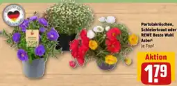 REWE Portulakröschen, Schleierkraut oder Aster Angebot