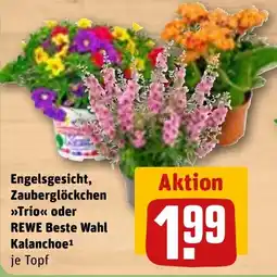 REWE Engelsgesicht, Zauberglöckchen >>Trio<< oder Kalanchoe Angebot