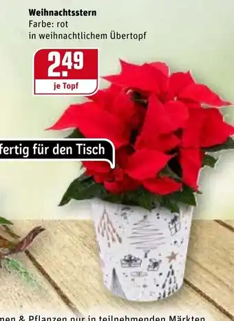 REWE Center Weihnachtsstern Angebot