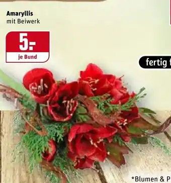 REWE Center Amaryllis Angebot