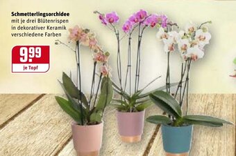 REWE Center Schmetterlingsorchidee Angebot