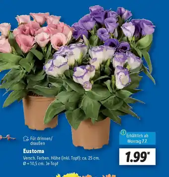 Lidl Eustoma Angebot