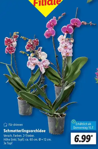 Lidl Schmetterlingsorchidee Angebot