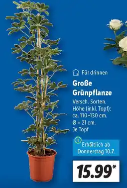Lidl Große Grünpflanze Angebot