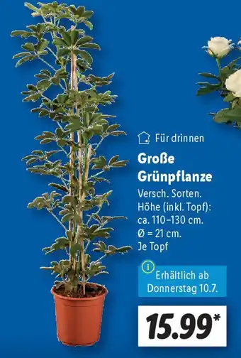 Lidl Große Grünpflanze Angebot