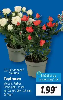 Lidl Topfrosen Angebot