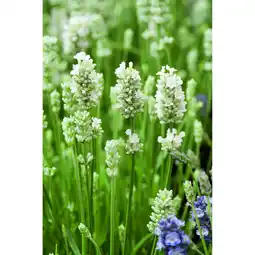 toom Baumarkt weißer Lavendel Angebot