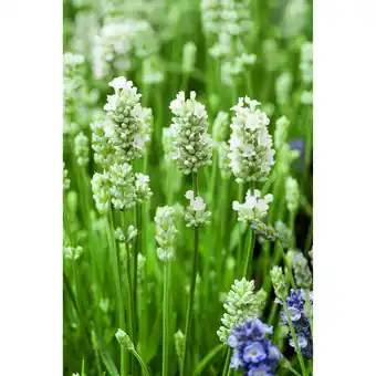 toom Baumarkt weißer Lavendel Angebot