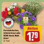 REWE Portulakröschen, Schleierkraut oder REWE Beste Wahl Aster Angebot
