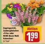 REWE Engelsgesicht, Zauberglöckchen Trio oder REWE Beste Wahl Kalanchoe¹ Angebot