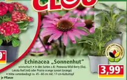Norma Echinacea „Sonnenhut“ Angebot