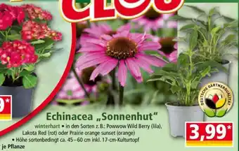 Norma Echinacea „Sonnenhut“ Angebot