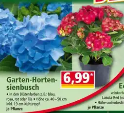 Norma Garten-Hortensienbusch Angebot