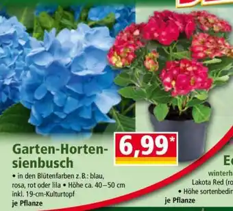 Norma Garten-Hortensienbusch Angebot