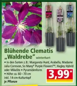 Norma Blühende Clematis „Waldrebe“ Angebot