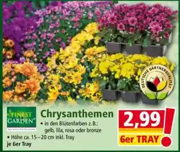 Norma Chrysanthemen Angebot