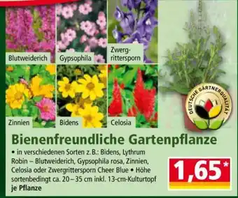 Norma Bienenfreundliche Gartenpflanze Angebot