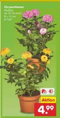 Netto Marken-Discount Chrysanthemen Angebot