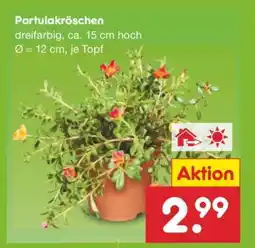 Netto Marken-Discount Portulakröschen Angebot