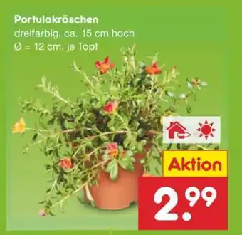 Netto Marken-Discount Portulakröschen Angebot