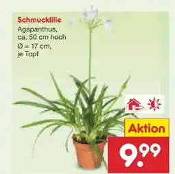 Netto Marken-Discount Schmucklilie Agapanthus Angebot