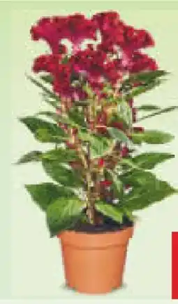 Netto Marken-Discount Celosia Hahnenkamm Angebot