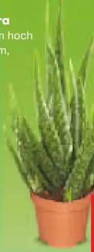 Netto Marken-Discount Aloe Vera Angebot